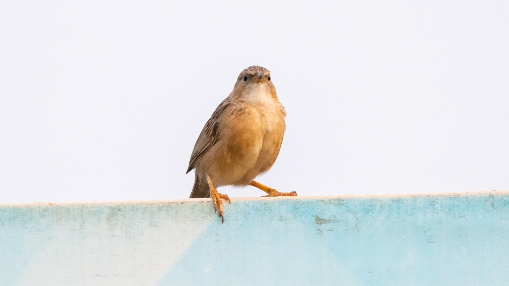 Common Babbler
